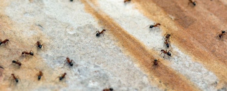 ant control north lakes