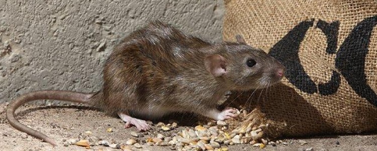 rodent control north lakes