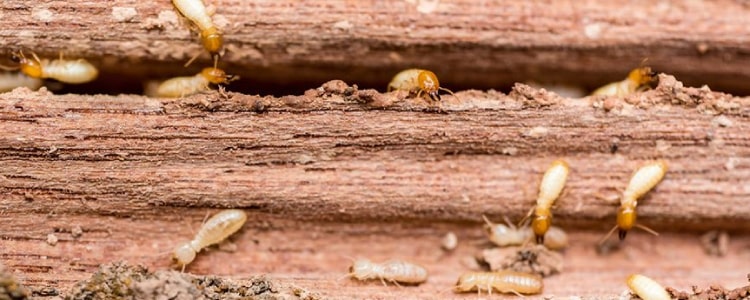 termite control north lakes